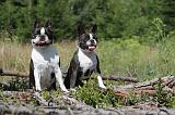 BOSTON TERRIER 007